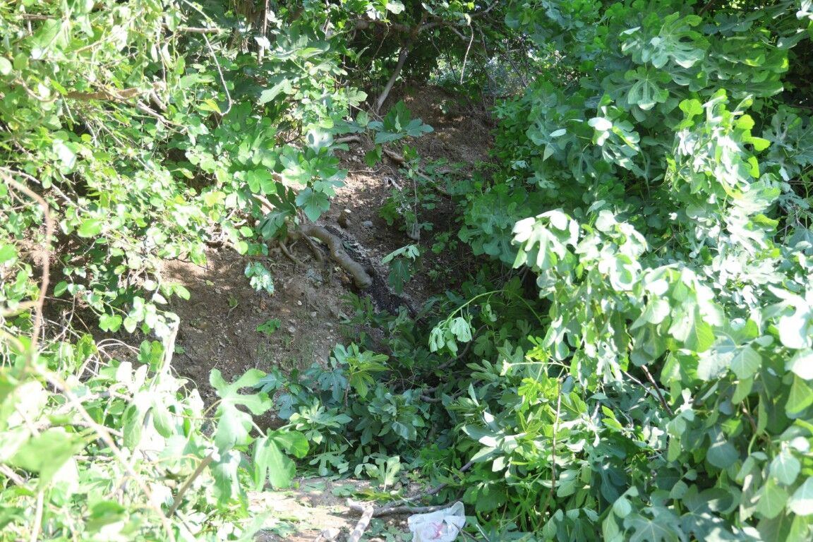 Ağaçlık Alandan Gelen Koku Üzerine Yapılan Kontrollerde, Incir Ağacına Asılmış Halde Kimliği Belirsiz Erkek Cesedi Bulundu (3) (Orta)