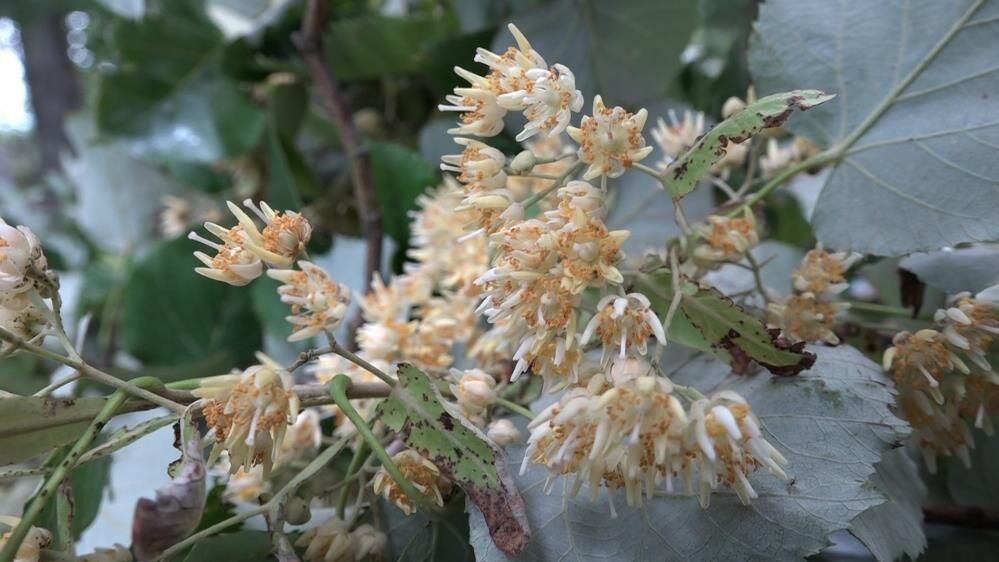 Avrupanin En Buyuk Ihlamur Ormaninda Zorlu Hasat Dalinda Servet (10)