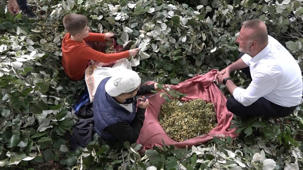 Avrupanin En Buyuk Ihlamur Ormaninda Zorlu Hasat Dalinda Servet (5)