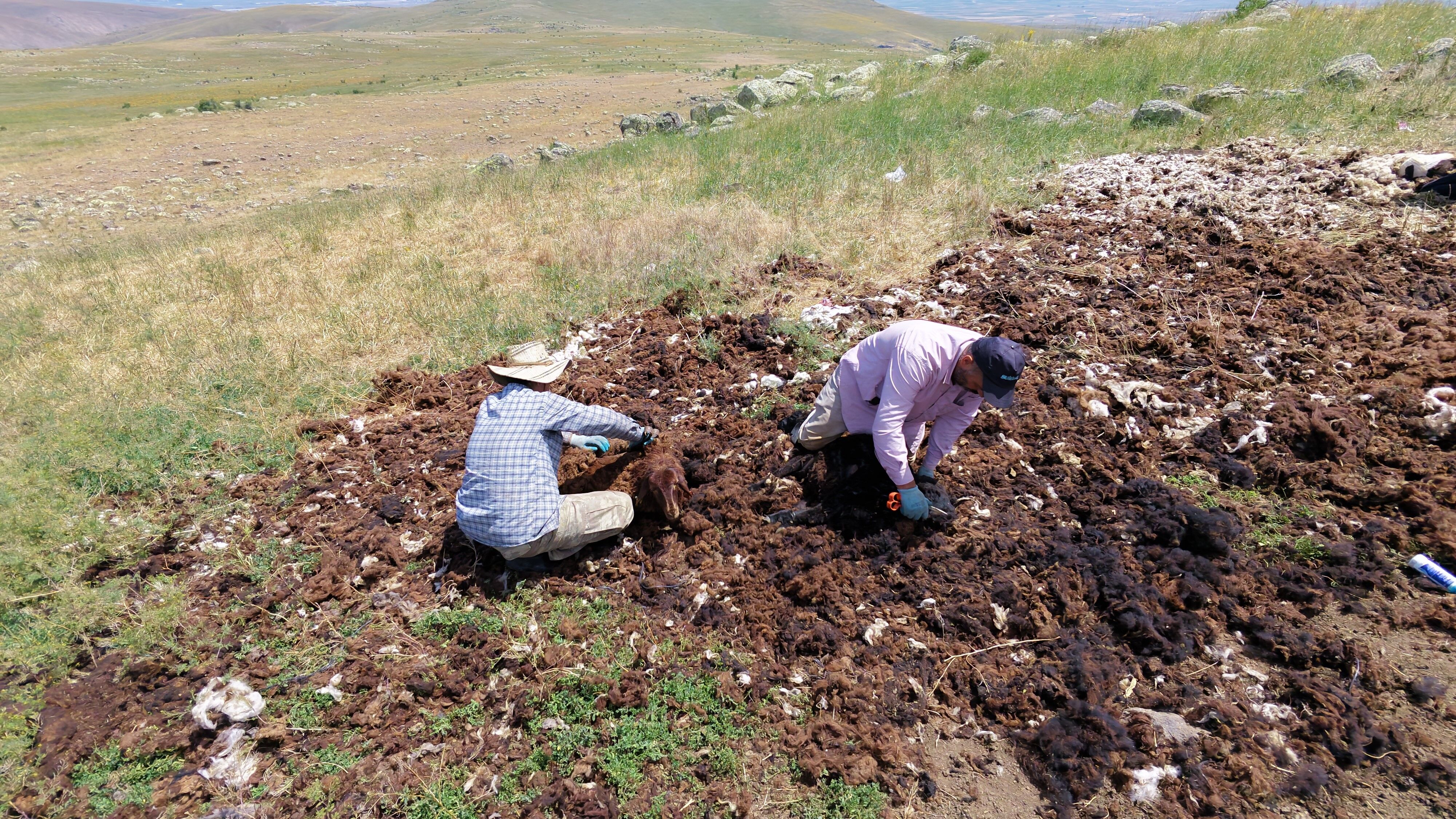 Bir Zamanlar Altin Degerindeydi Simdi Tonlarcasi Imha Ediliyor (2)