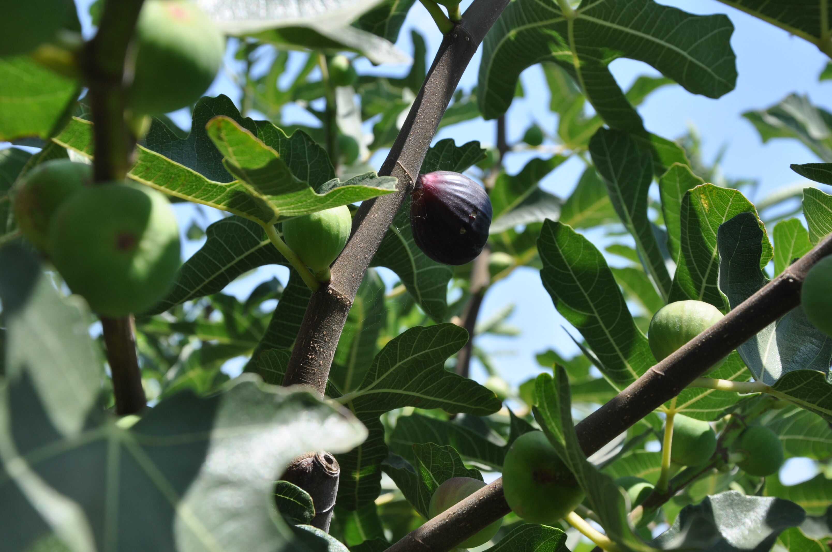 Cherry Fig Hasat Şenliği Başladı! İncirler Görücüye Çıktı (17)