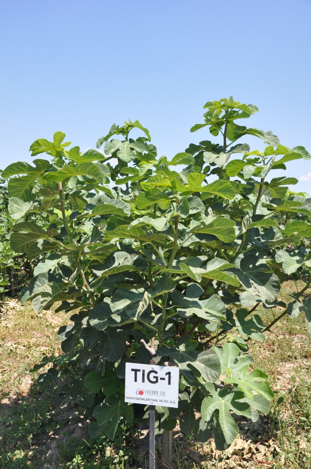 Cherry Fig Hasat Şenliği Başladı! İncirler Görücüye Çıktı (2)-1