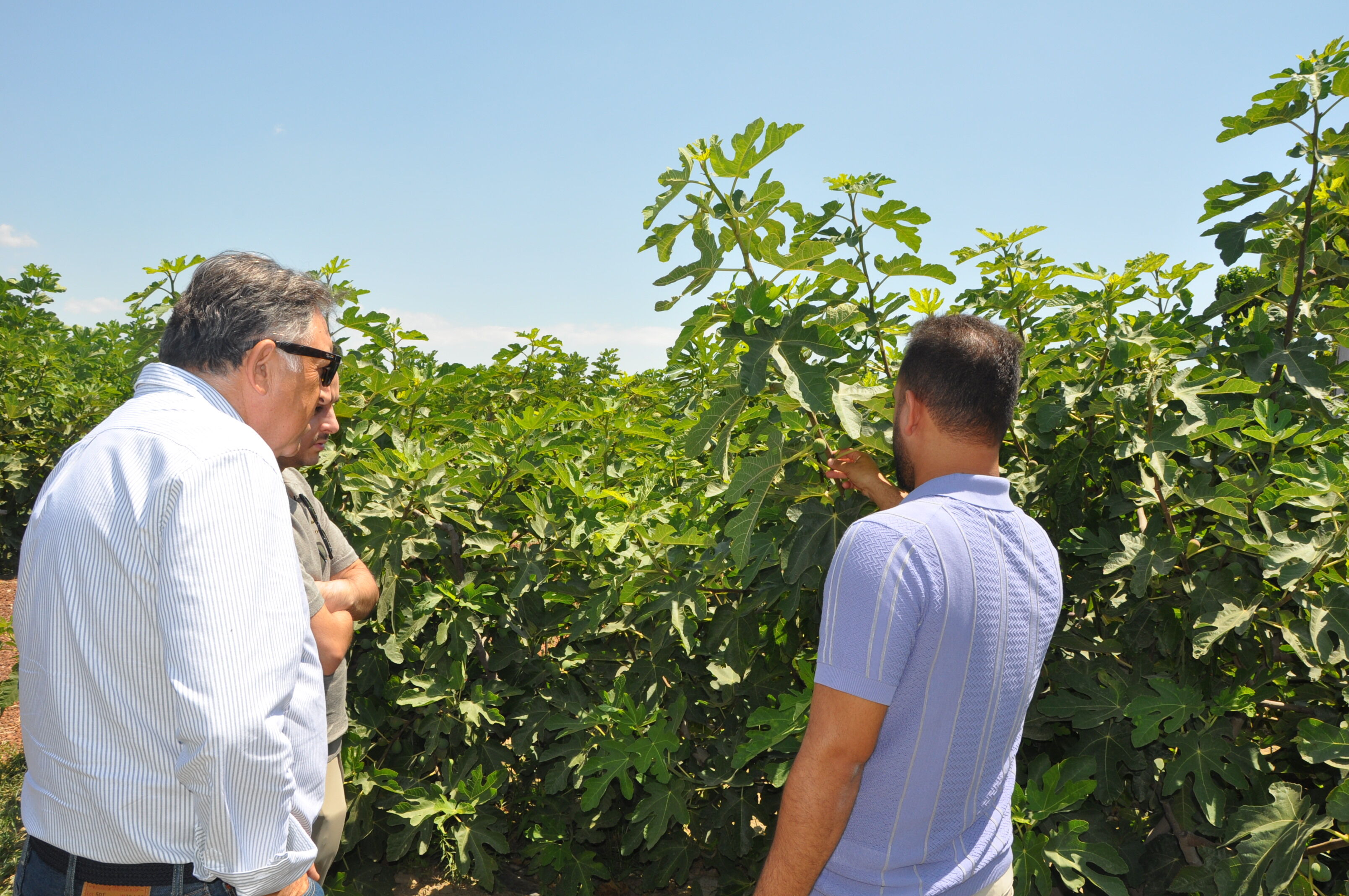 Cherry Fig Hasat Şenliği Başladı! İncirler Görücüye Çıktı (5)