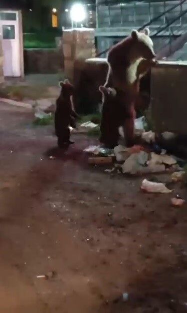 Çöp Konteynerinde Yiyecek Arayan Anne Boz Ayı Ve Iki Yavrusunu Gören Bir Vatandaşın Söylediği Türkü, Hem Çevredekileri Gülümsetti Hem De Sosyal Medyada Binlerce Beğeni Aldı (2)