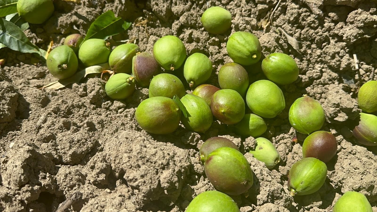 Dalindaki Meyveyi Bilerek Kopariyorlar Iste Nedeni (3)