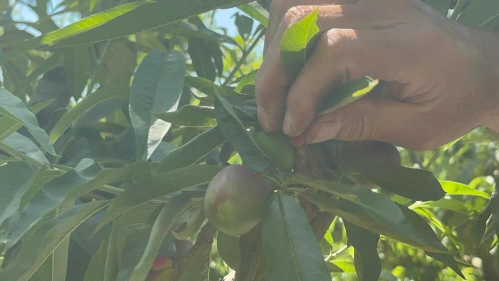 Dalindaki Meyveyi Bilerek Kopariyorlar Iste Nedeni (4)