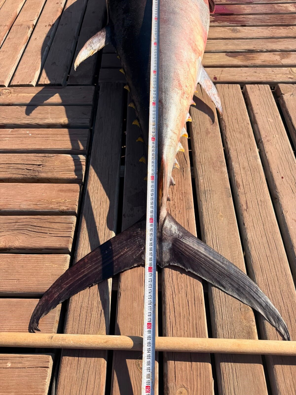 Dev Mucadele Tam 1 Metre 82 Santim Boyunda Ve Tam 65 Kilo (5)