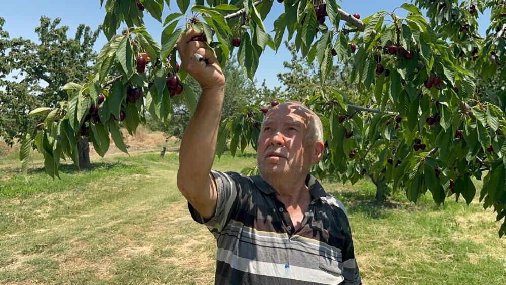 Gecen Yil Dalinda Yoktu Bu Yil Agaclar Tasiyamiyor Kirazda Buyuk Bolluk (5)