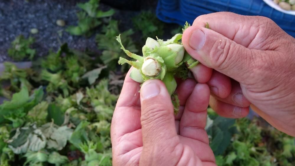 Hasat Daha Baslamadi Taze Findik Tezgahlara Indi Kilo Fiyati Dikkat Cekti (5)