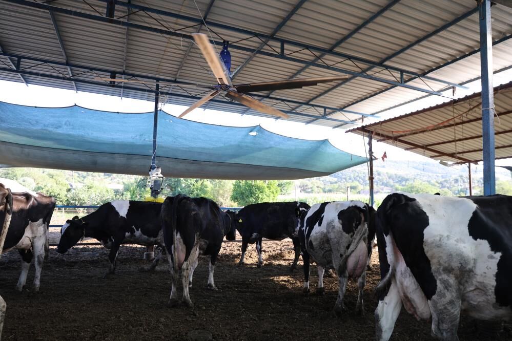 Kavurucu Sicaklar Inekleri Strese Soktu Ureticiler Cozumu Bakin Nasil Buldu (4)