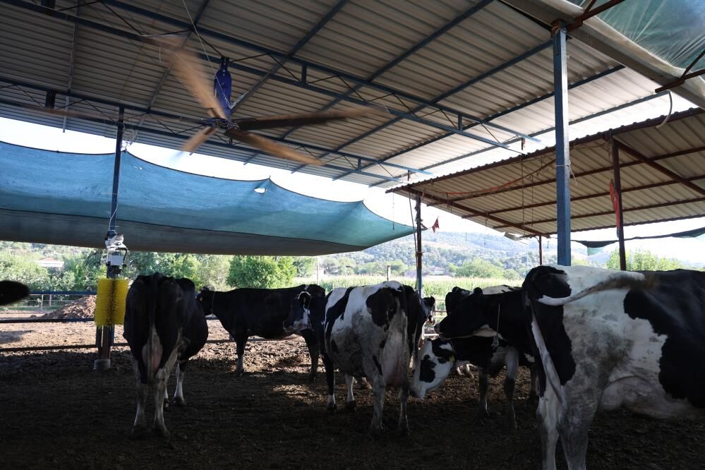 Kavurucu Sicaklar Inekleri Strese Soktu Ureticiler Cozumu Bakin Nasil Buldu (5)