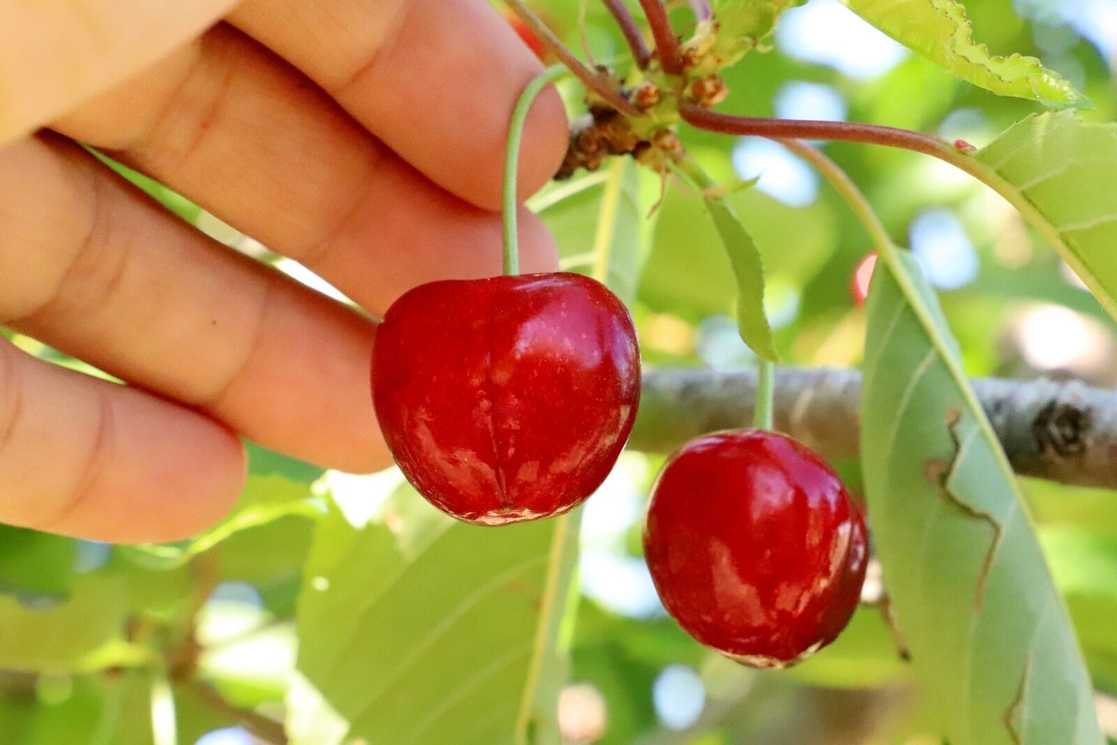 Manisa Tarım Ihracat (6)