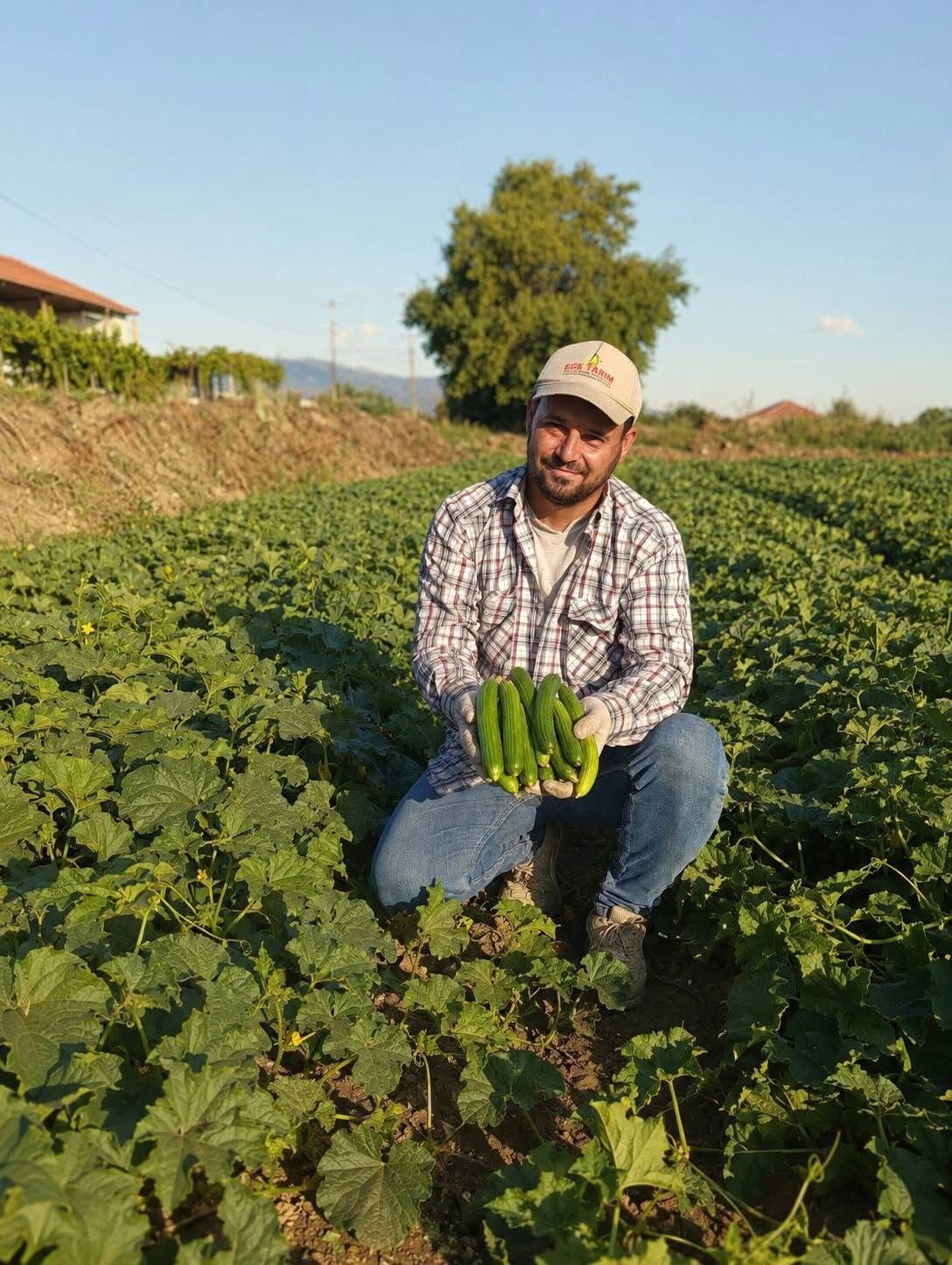 Manisanin Meshur Acuru Hasat Ediliyor Kilosu 50 Tlden Satiliyor (4)