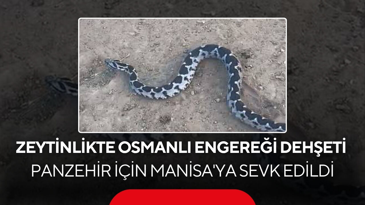 Zeytinlikte Osmanlı Engereği dehşeti! Panzehir için Manisa'ya sevk edildi...