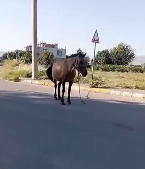 Salihli'de Yol Kenarına Bağlanan At Sürücüleri Tedirgin Etti (1)-1