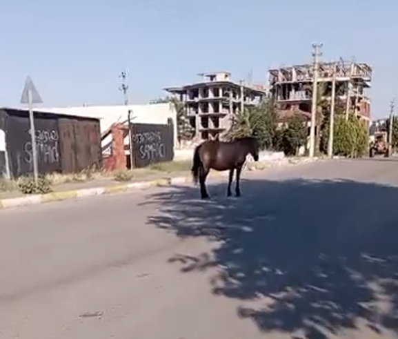 Salihli'de Yol Kenarına Bağlanan At Sürücüleri Tedirgin Etti (2)