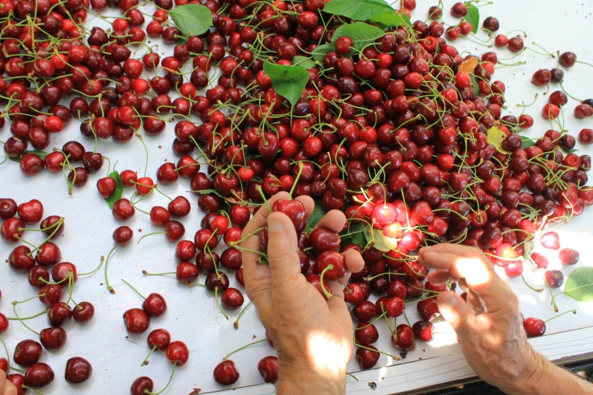 Turk Kirazi Dunyaya Aciliyor Abd Ve Avrupanin Smoothie Tercihi Turkiyeden (2) (Orta)