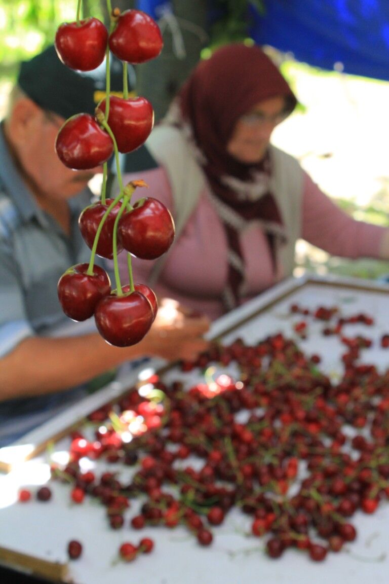 Turk Kirazi Dunyaya Aciliyor Abd Ve Avrupanin Smoothie Tercihi Turkiyeden (3) (Orta)