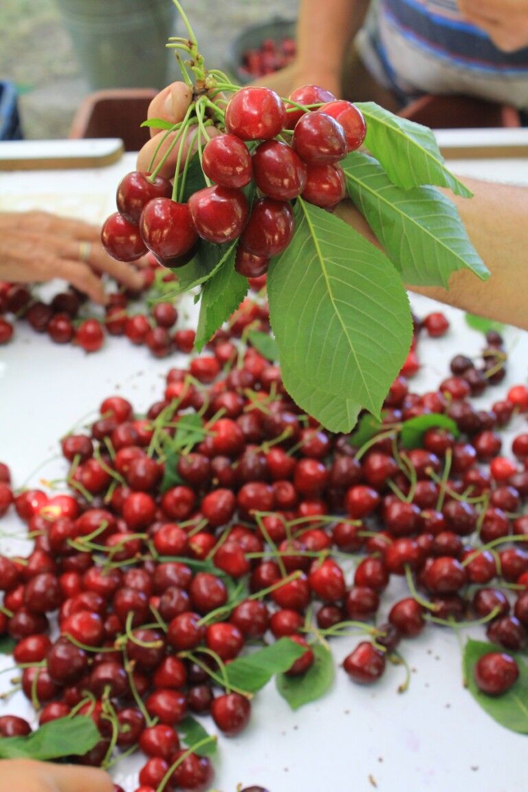 Turk Kirazi Dunyaya Aciliyor Abd Ve Avrupanin Smoothie Tercihi Turkiyeden (4) (Orta)
