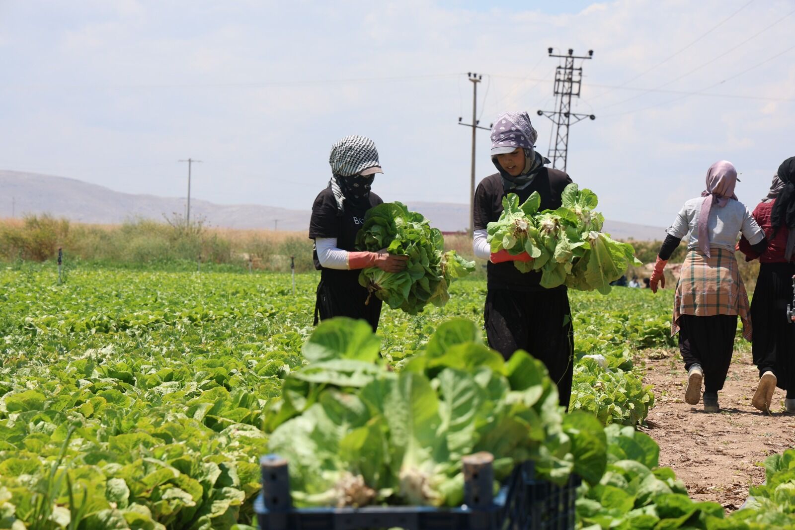 Üretici Isyan Etti! Tarlada Satılmıyor, Markette Cep Yakıyor (1)-2