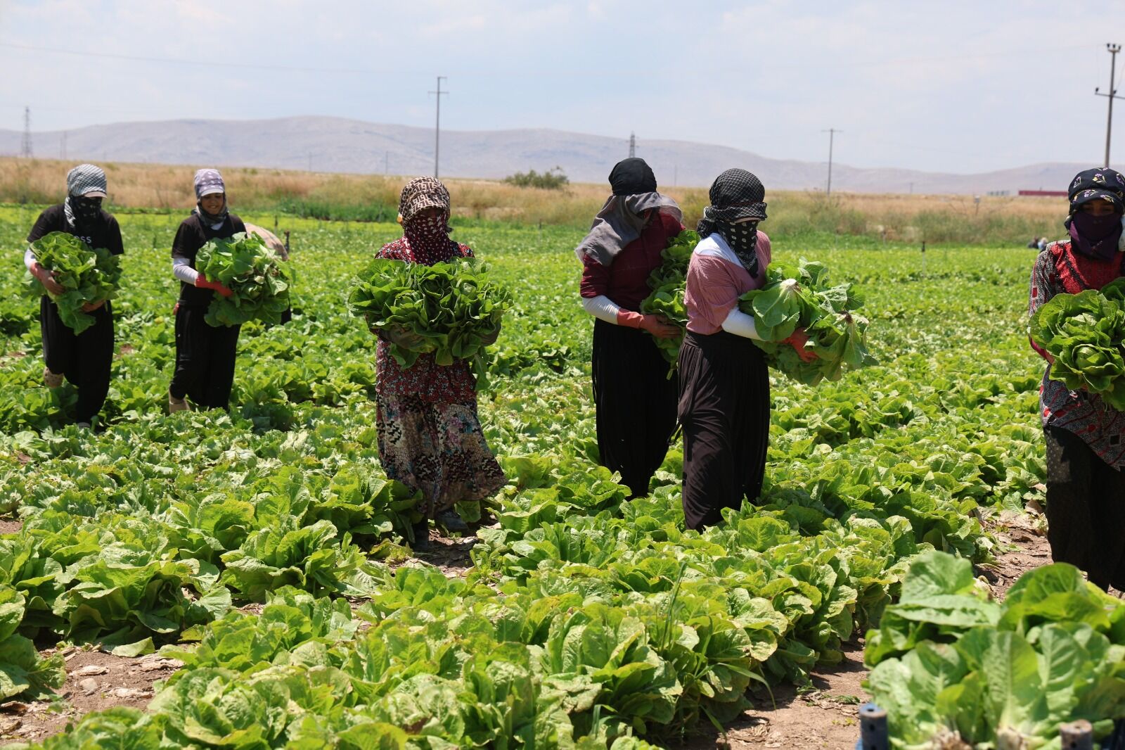 Üretici Isyan Etti! Tarlada Satılmıyor, Markette Cep Yakıyor (2)