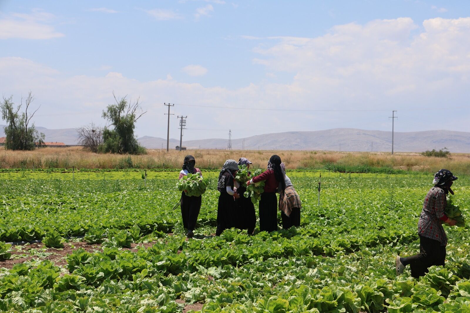 Üretici Isyan Etti! Tarlada Satılmıyor, Markette Cep Yakıyor (4)-1
