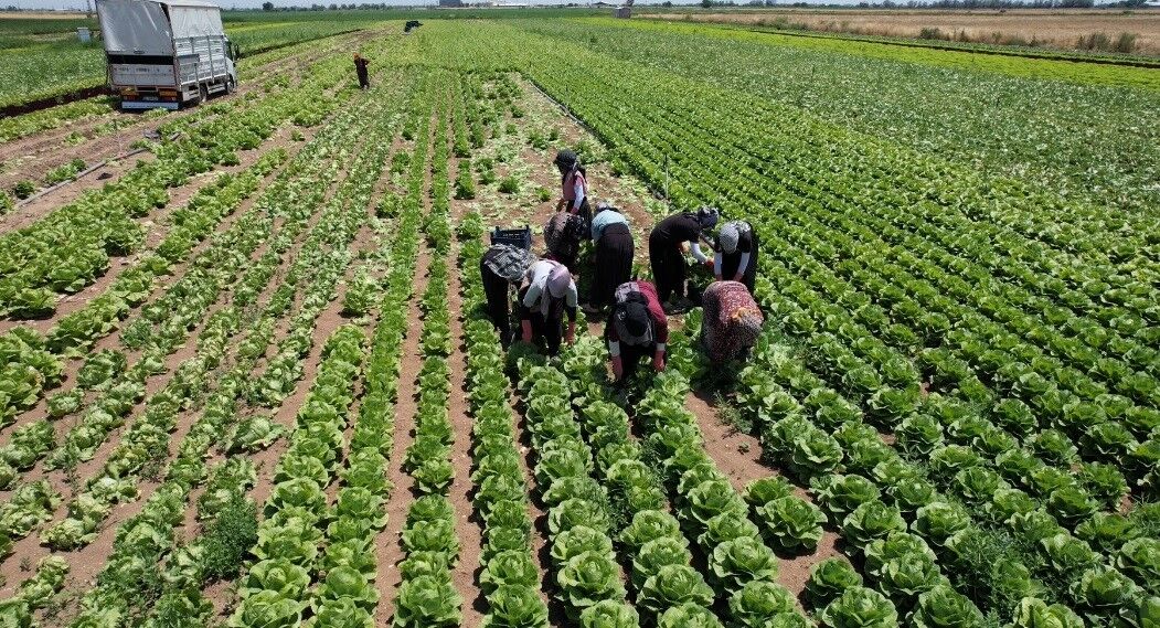 Üretici Isyan Etti! Tarlada Satılmıyor, Markette Cep Yakıyor (6)