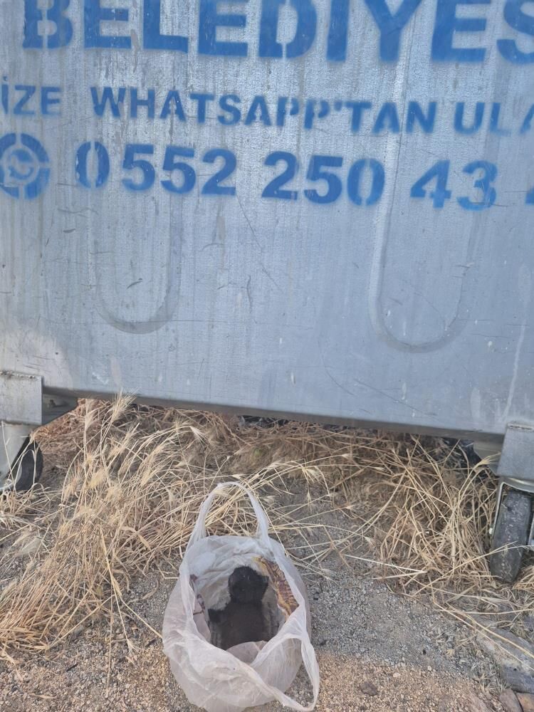 Vicdansızlık Pes Dedirtti (2)