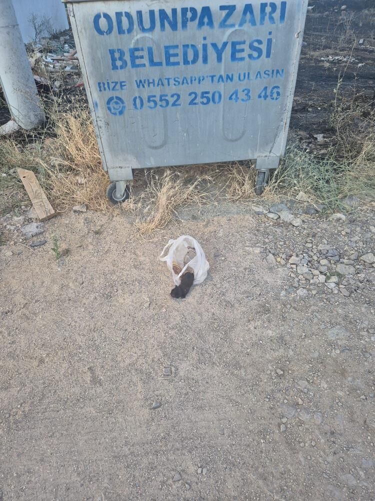 Vicdansızlık Pes Dedirtti (3)