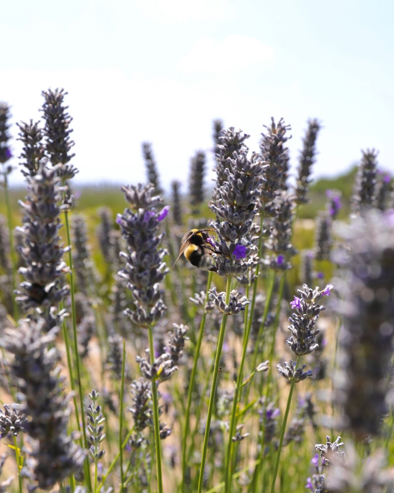3E033040 19C5 4Bbd A959 Ab5113Adadde