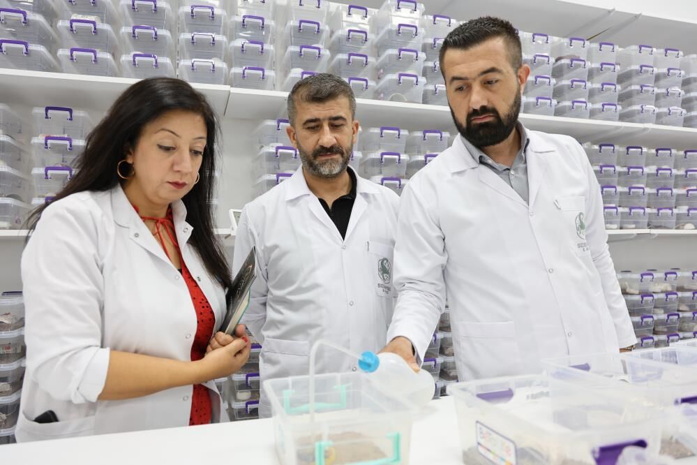 Akrebin Zehri Kansere Umut Oluyor 5 Bin Akreple Dev Biyoteknoloji Hamlesi (4)