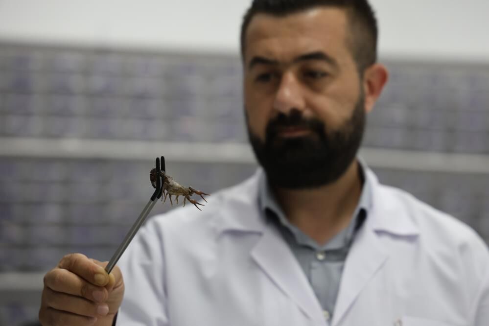 Akrebin Zehri Kansere Umut Oluyor 5 Bin Akreple Dev Biyoteknoloji Hamlesi (7)