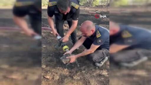 Alevlerden Kacarken Kendini Topraga Gommeye Calisti Kaplumbagayi Ekipler Kurtardi (1)