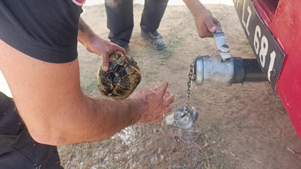 Alevlerden Kacarken Kendini Topraga Gommeye Calisti Kaplumbagayi Ekipler Kurtardi (4)