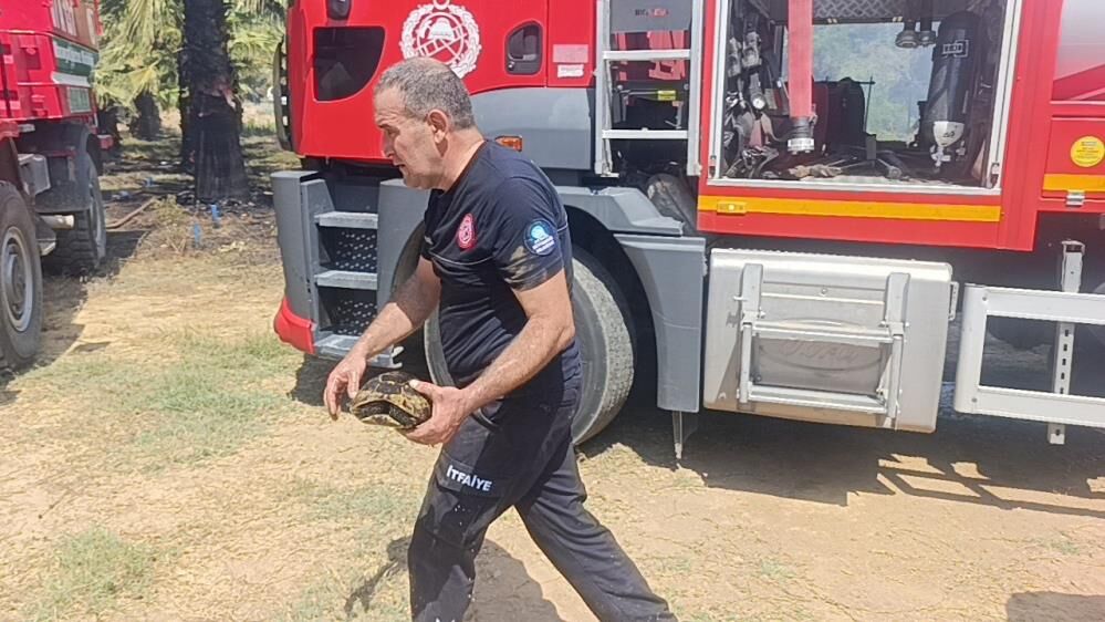Alevlerden Kacarken Kendini Topraga Gommeye Calisti Kaplumbagayi Ekipler Kurtardi (5)