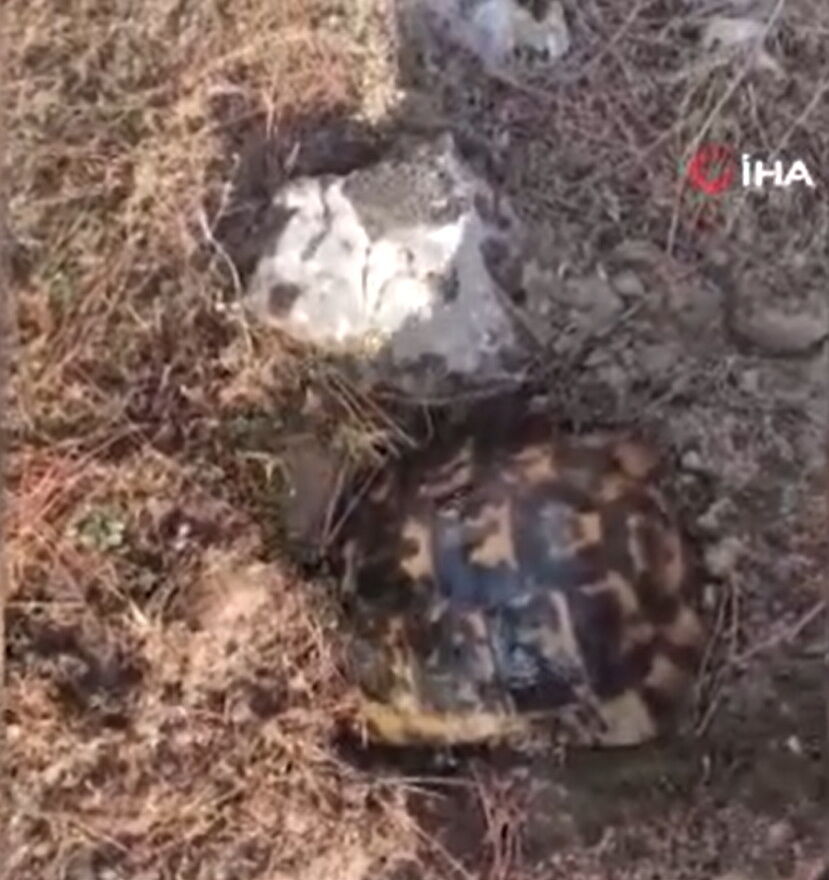 Alevlerden Kacarken Kendini Topraga Gommeye Calisti Kaplumbagayi Ekipler Kurtardi (6)