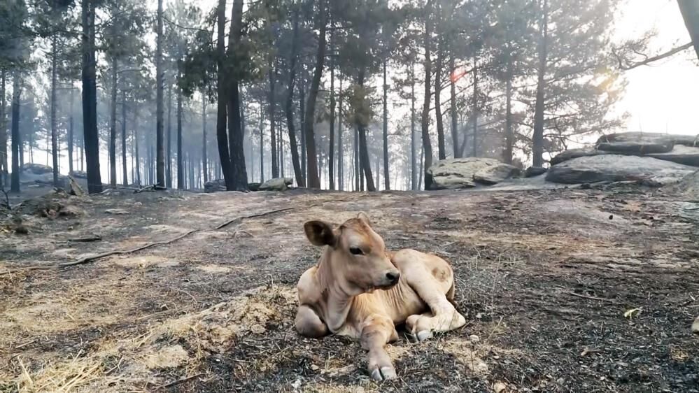 Alevlerin Ardindan Geriye Bu Goruntuler Kaldi Yurekler Yandi (2)