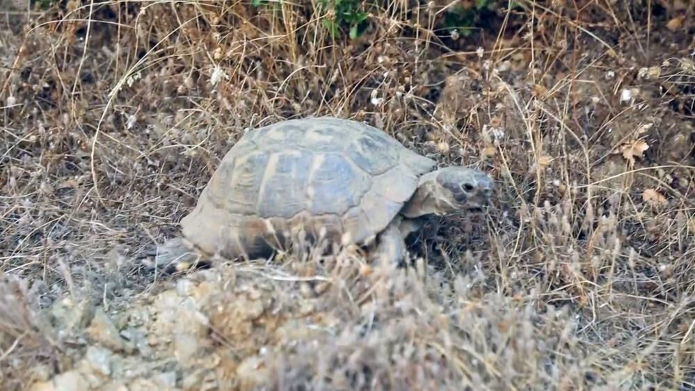 Alevlerin Ardindan Geriye Bu Goruntuler Kaldi Yurekler Yandi (3)