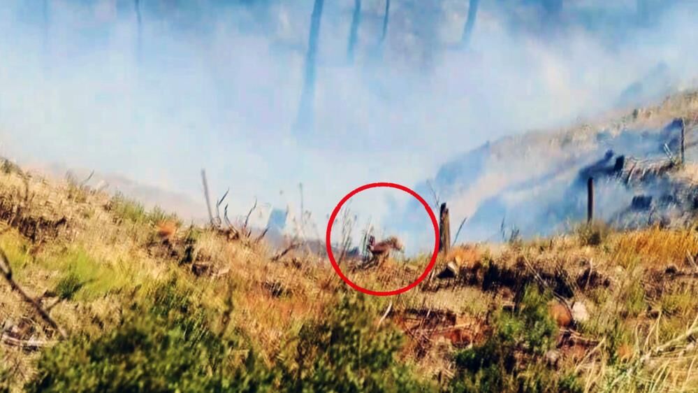 Alevlerin Ardindan Geriye Bu Goruntuler Kaldi Yurekler Yandi (4)
