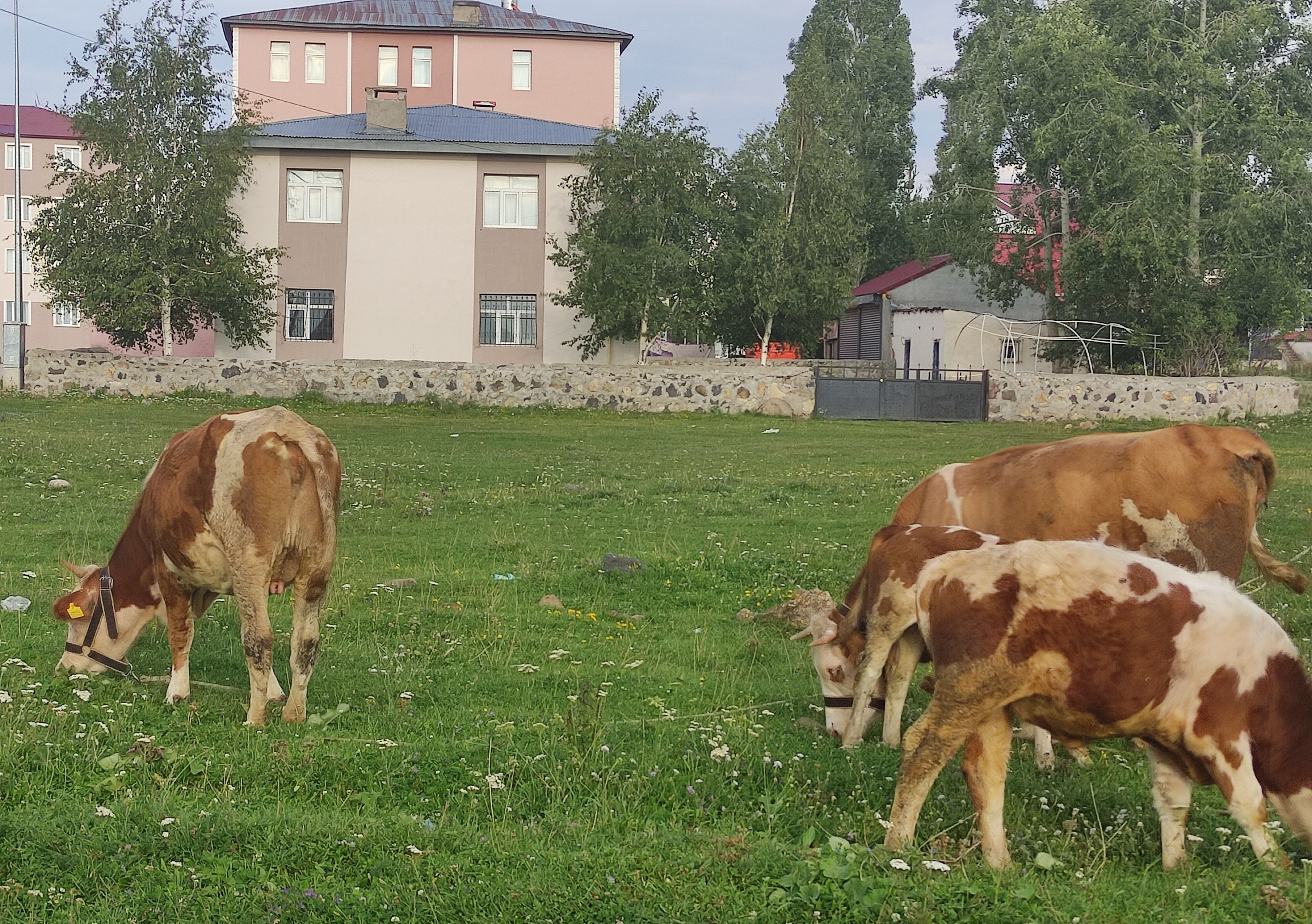 Bir Mahalle Karantinaya Alindi Hayvan Giris Cikisi Yasaklandi (1)-1