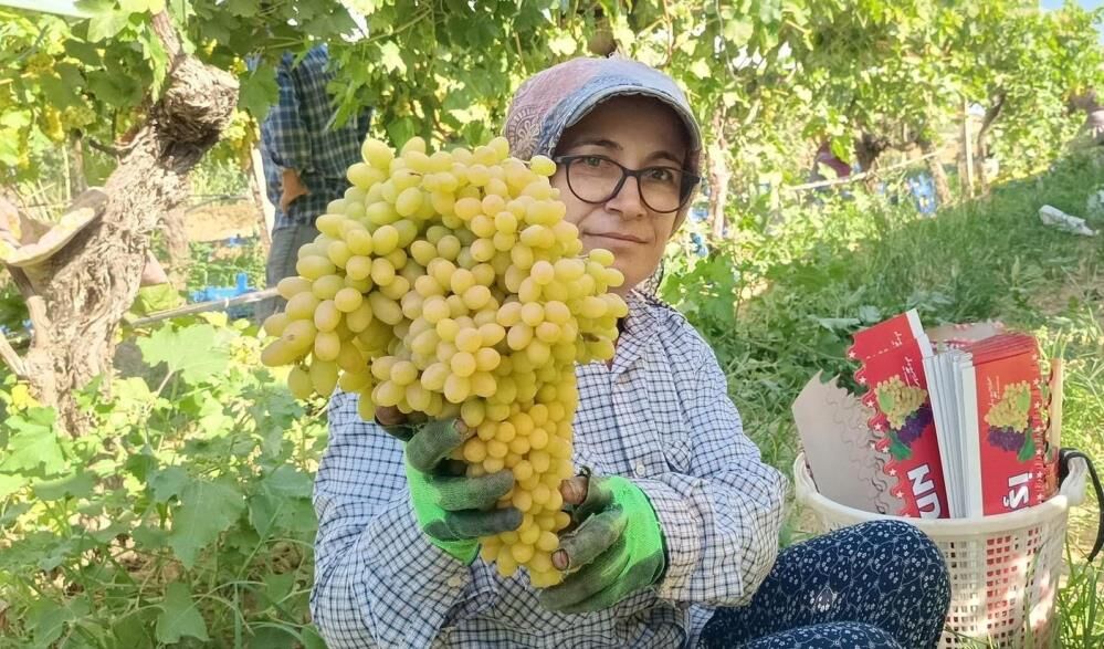 Dunyaca Unlu Manisa Uzumunde Sezon Basliyor Kesim Tarihi Belli Oldu (5)