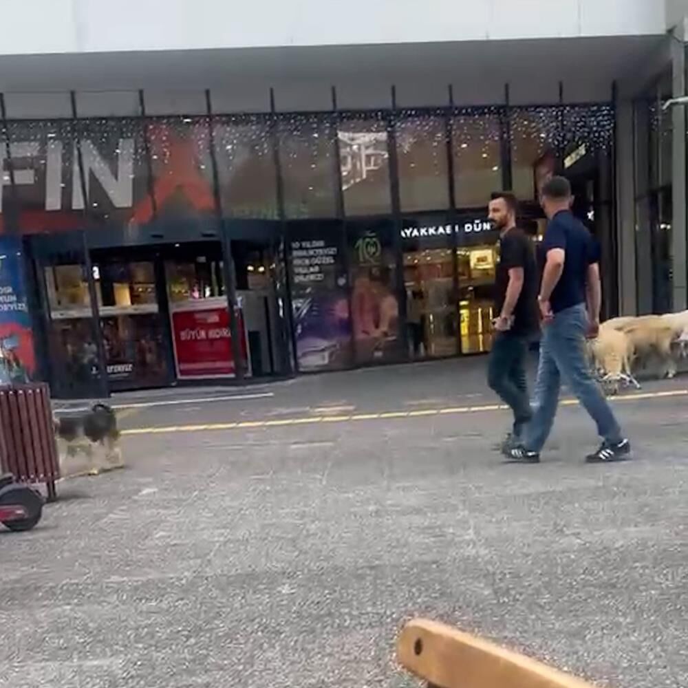 Kahvehanede Oyunu Biraktilar Catida Gordukleri Sey Saskina Cevirdi (1)-1