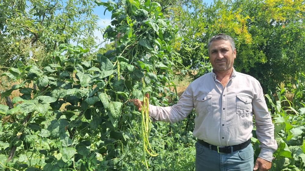 Manisada Bu Borulce Kapis Kapis Gidiyor Gunluk 3 4 Ton Satiliyor (1)