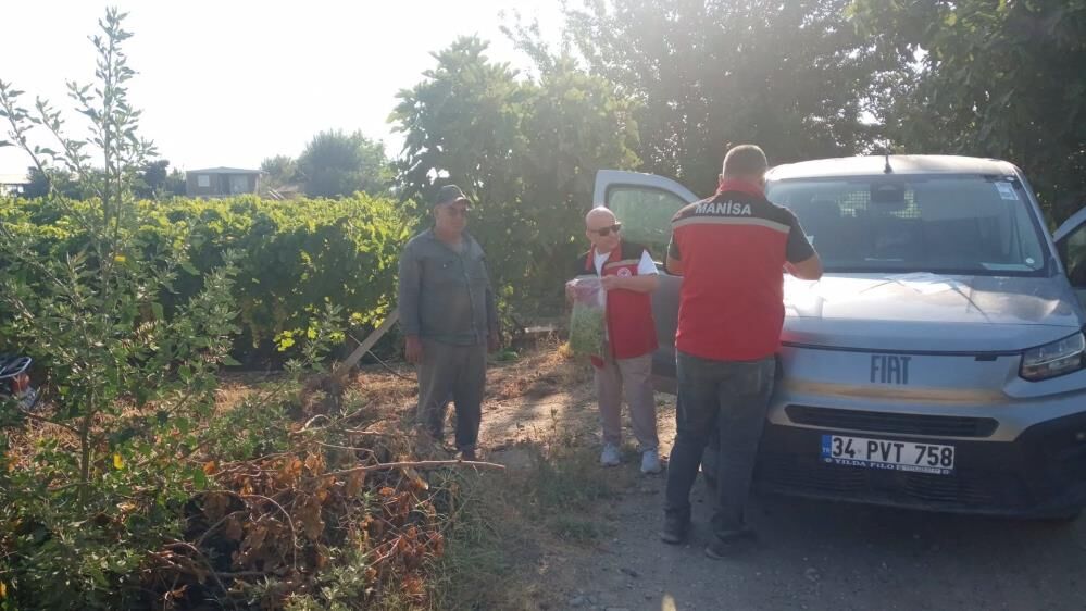 Manisada Uzum Baglarinda Siki Denetim Numuneler Tek Tek Alindi (3)