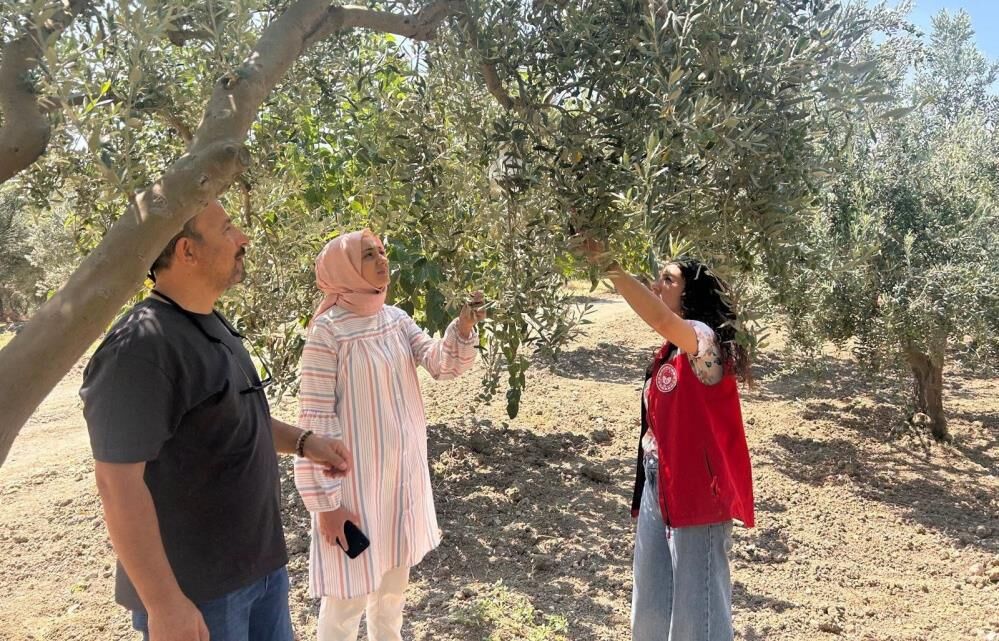 Manisa’da Zeytin Üreticileri Dikkat! Zeytin Sineğine Karşı Alarm (2)