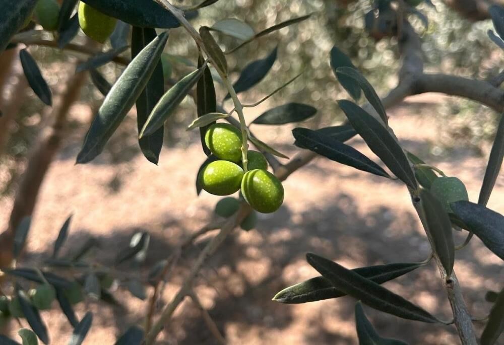 Manisa’da Zeytin Üreticileri Dikkat! Zeytin Sineğine Karşı Alarm (3)