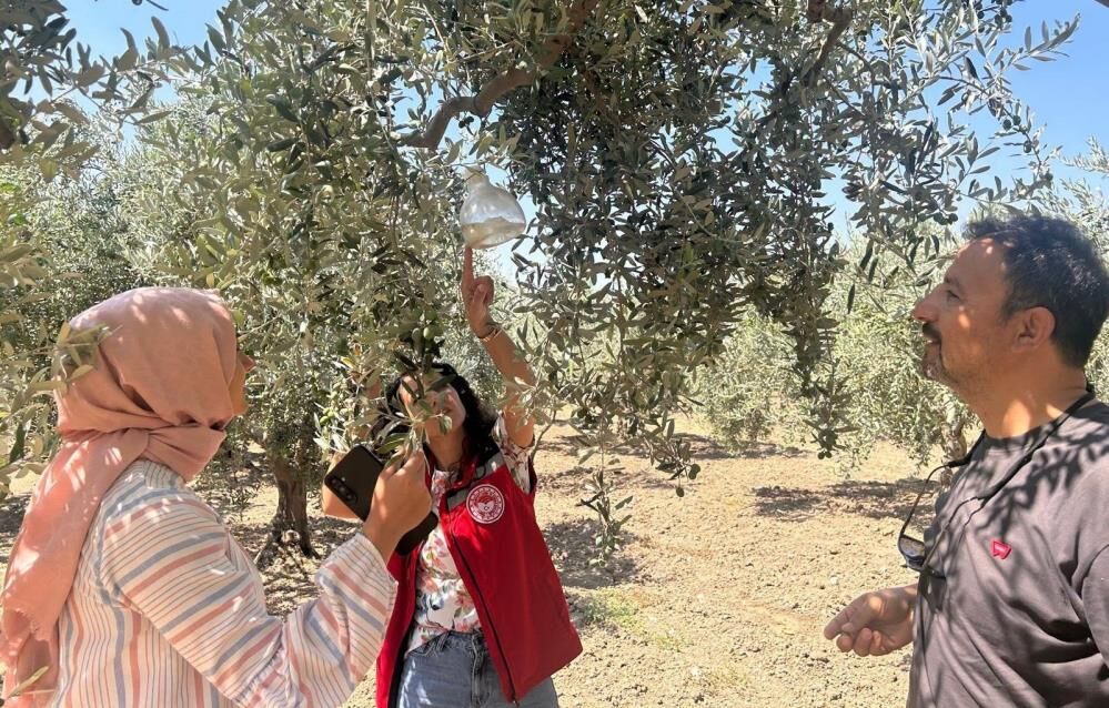 Manisa’da Zeytin Üreticileri Dikkat! Zeytin Sineğine Karşı Alarm (4)