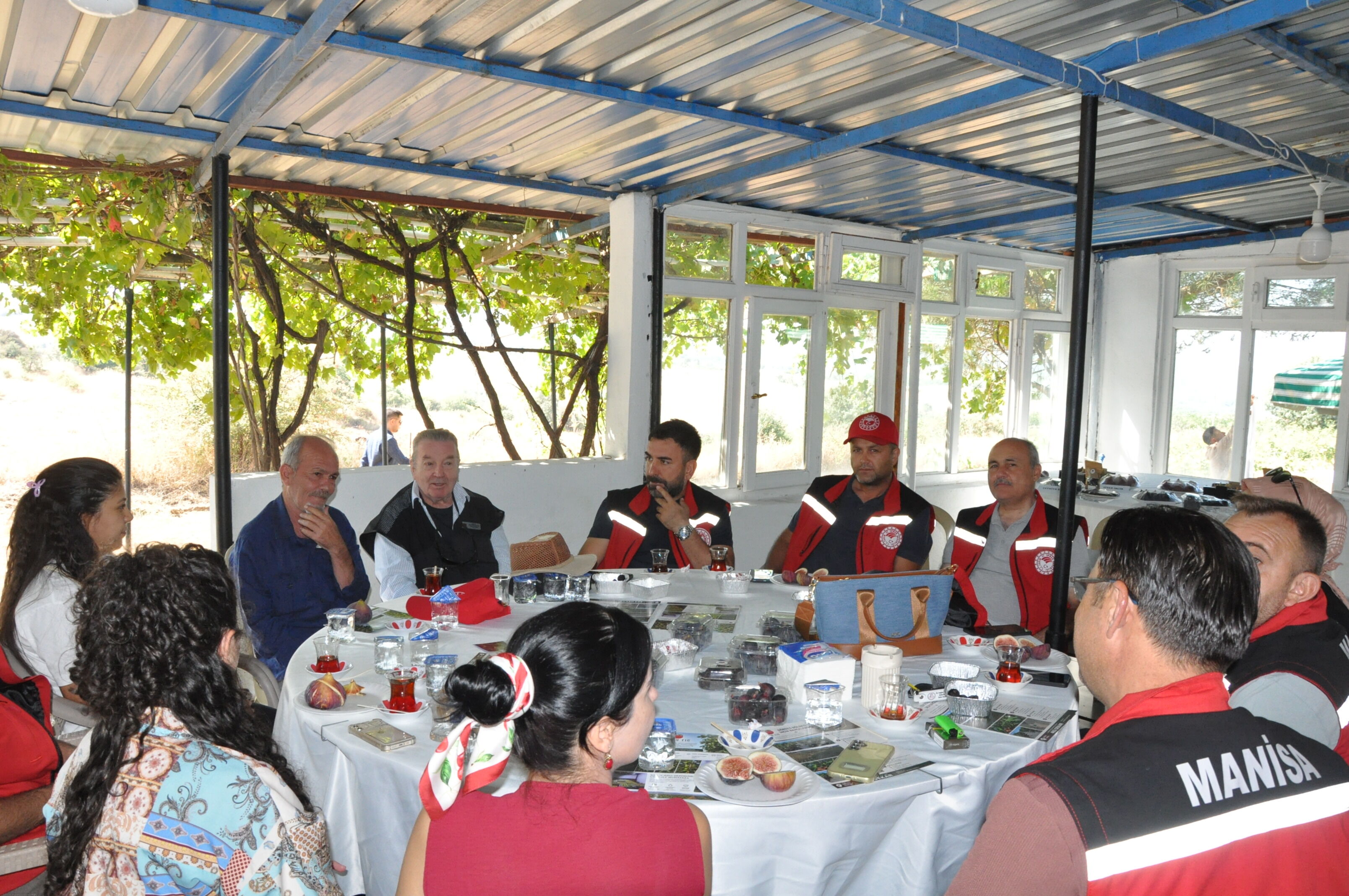 Mor Mavi İncirler Dalından İndi! Gördes’te Renkli Hasat (1)