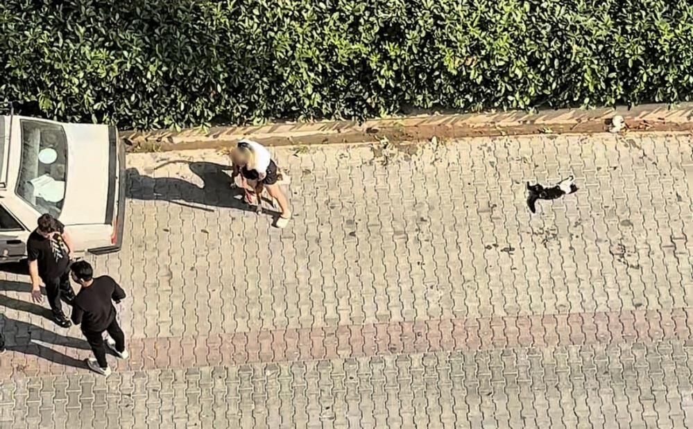 Pitbull Dehseti Kamerada Kediyi Parcaladi Sahibi Polisi Aramayin Diye Yalvardi (3)