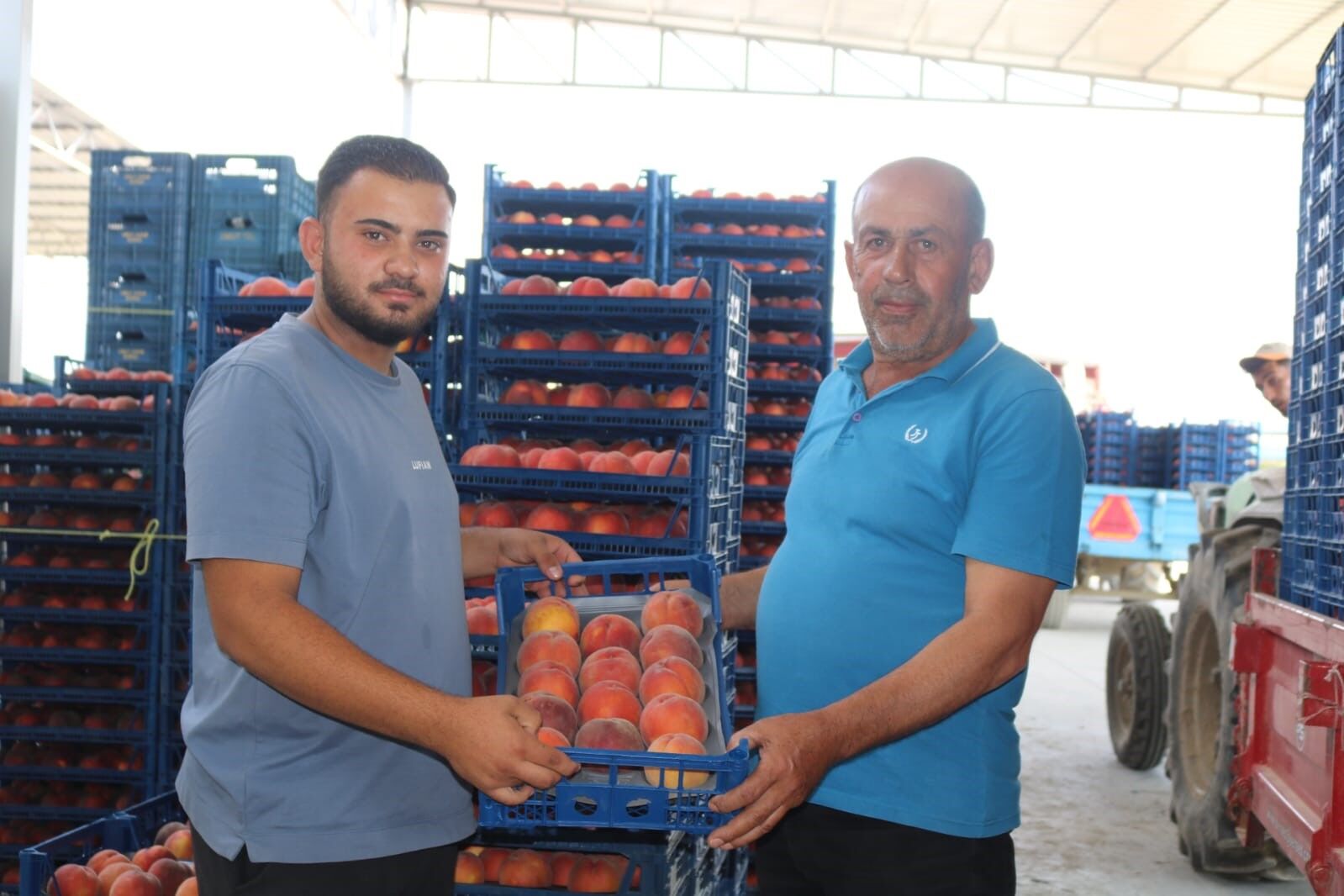 Seftalinin Fiyati Yari Yariya Dustu Uretici Maliyetin Altinda Eziliyor (5)